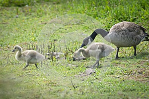 Canada Geese  adult and cute soft juveniles