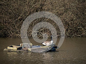 Canada Geese aka Branta canadensis nesting on Sanctuary Lake in Kenwith valley local nature reserve aka LNR, and