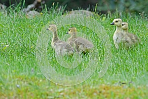 Canada Geese babies in green grass.