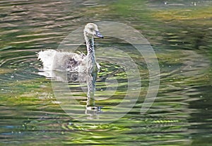 Canada Geese baby swims in water reflections of greenery.