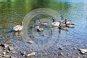 Canada geese on bank of Ruhr River