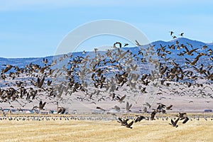 Canada geese blastoff near Monte Vista, Colorado. Common waterfowl of Colorado. Canada Geese in flight