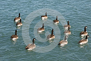 Canada Geese (Branta canadensis)