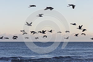 Canada geese (Branta canadensis)