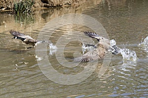 Canada geese (Branta canadensis) fighting