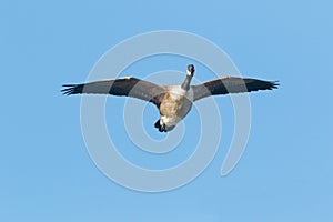 A Canada Geese, Branta canadensis, in flight, close up.