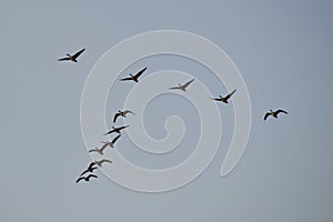 Canada Geese (Branta canadensis) in flight over Tiny Marsh