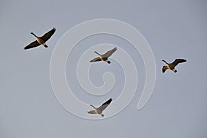 Canada Geese (Branta canadensis) in flight over Tiny Marsh