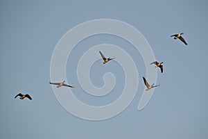 Canada Geese (Branta canadensis) in flight over Tiny Marsh