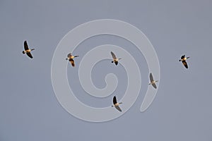 Canada Geese (Branta canadensis) flying in V formation over Tiny Marsh
