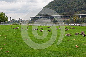 Canada geese (Branta canadensis) on a grassland beside the river Rhine near to Andernach, Germany