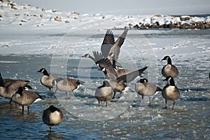 Canada Geese (Branta canadensis) on an icy pond.