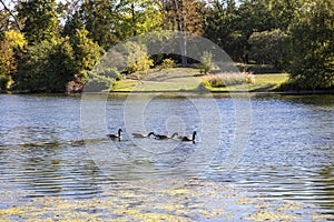 Canada geese , branta canadensis, on the lake in the bois de Boulogne