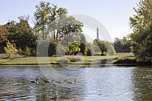 Canada geese , branta canadensis, on the lake in the bois de Boulogne in Paris France