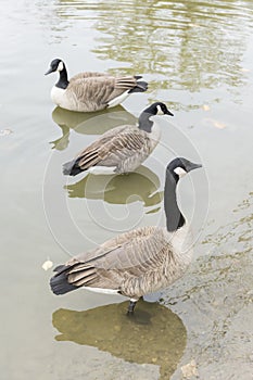 Canada geese (Branta canadensis) at the lakeshore