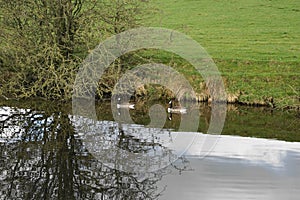 Canada Geese (Branta Canadensis) on Leeds Liverpool Canal, East Marton, Craven District, North Yorkshire, England UK