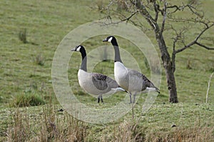 Canada Geese (Branta Canadensis) on Leeds Liverpool Canal, East Marton, Craven District, North Yorkshire, England, UK