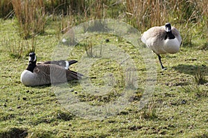 Canada Geese (Branta Canadensis) on Leeds Liverpool Canal, East Marton, Craven District, North Yorkshire, England, UK