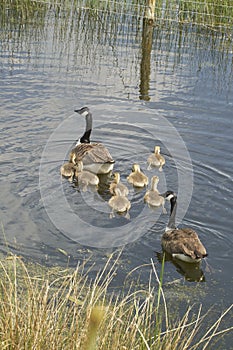 Canada Geese Branta canadensis swimming with seven young chicks