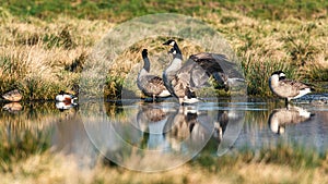 Canada Geese, Canada Goose, Branta Canadensis in environment