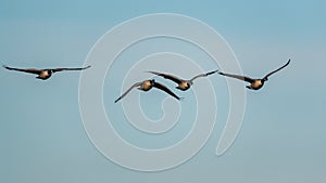 Canada Geese, Canada Goose, Branta Canadensis in flight