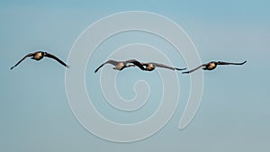 Canada Geese, Canada Goose, Branta Canadensis in flight