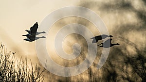 Canada Geese, Canada Goose, Branta Canadensis in flight in the fog at sunrise