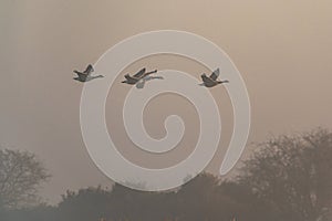 Canada Geese, Canada Goose, Branta Canadensis in flight in the fog at sunrise