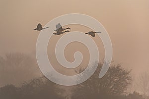 Canada Geese, Canada Goose, Branta Canadensis in flight in the fog at sunrise