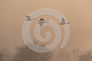 Canada Geese, Canada Goose, Branta Canadensis in flight in the fog at sunrise