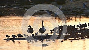 Canada Geese, Canada Goose, Branta Canadensis in marshland at sunrise