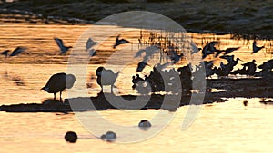 Canada Geese, Canada Goose, Branta Canadensis in marshland at sunrise