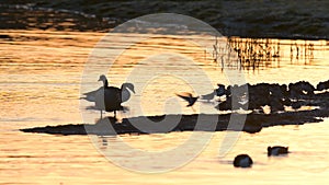 Canada Geese, Canada Goose, Branta Canadensis in marshland at sunrise