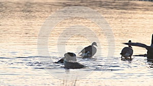 Canada Geese, Canada Goose, Branta Canadensis in marshland at sunrise