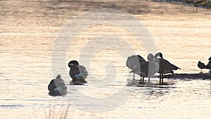 Canada Geese, Canada Goose, Branta Canadensis in marshland at sunrise
