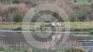 Canada Geese, Canada Goose, Branta Canadensis in marshland at sunrise