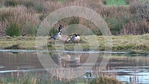 Canada Geese, Canada Goose, Branta Canadensis in marshland at sunrise