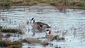 Canada Geese, Canada Goose, Branta Canadensis in marshland at sunrise