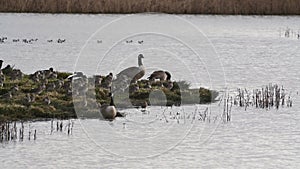 Canada Geese, Canada Goose, Branta Canadensis in marshland at sunrise