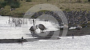 Canada Geese, Canada Goose, Branta Canadensis in marshland at sunrise