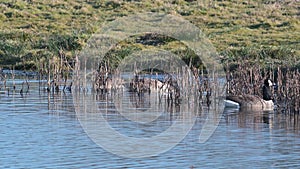 Canada Geese, Canada Goose, Branta Canadensis in marshland at sunrise