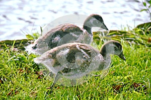 Canada Geese Chicks by the River Thames