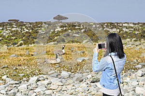 Canada Geese on Connecticut Beach