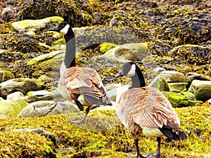 Canada Geese on Connecticut Silver Beach