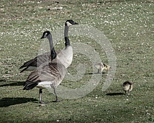 Canada geese couple looking after goslings