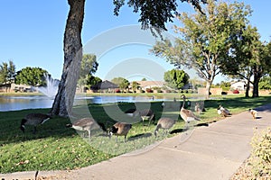 Canada geese and ducks graze on grass in Dos Lagos Park, Glendale, AZ