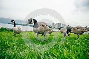 Canada Geese eating from the grass in Concord Community Park in False Creek in Vancouver, British Columbia