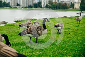 Canada Geese eating from the grass in Concord Community Park in False Creek in Vancouver, British Columbia