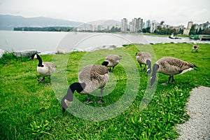 Canada Geese eating from the grass in Concord Community Park in False Creek in Vancouver, British Columbia