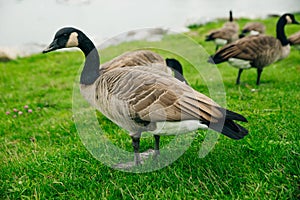 Canada Geese eating from the grass in Concord Community Park in False Creek in Vancouver, British Columbia